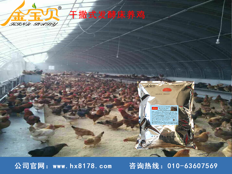 干撒发酵床养鸡应对非洲猪瘟.jpg