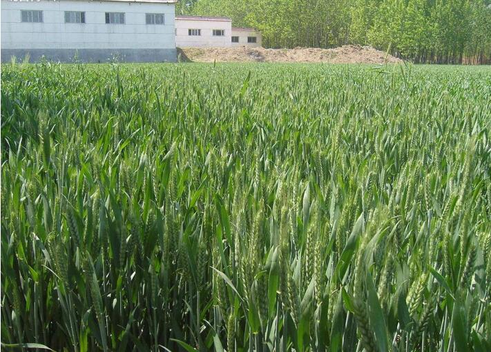 内蒙古临河小麦使用金宝贝生物菌肥效果佳