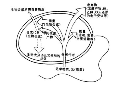 微生物的分解代谢