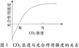 二氧化碳与光合作用强度