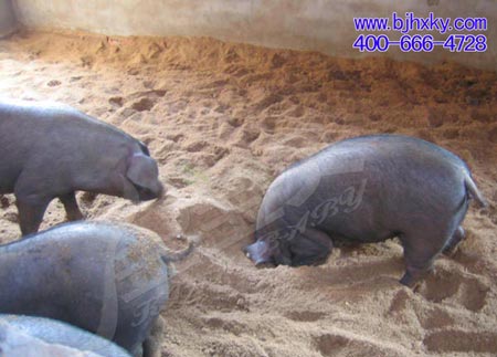 生物发酵床养猪