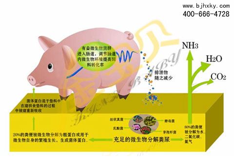 金宝贝发酵床原理图