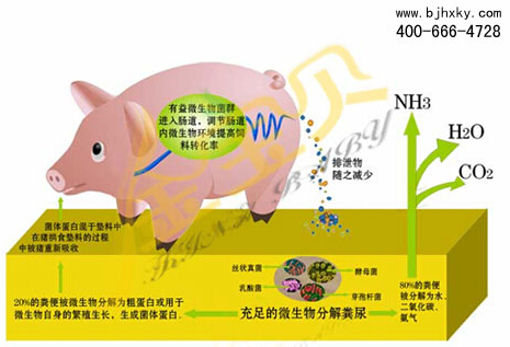 发酵床养猪原理图