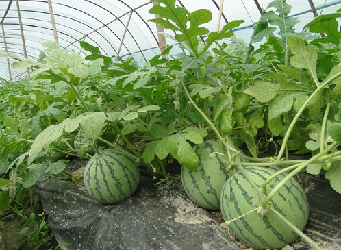 大棚西瓜种植管理要点(高产味美)