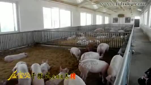 干撒式发酵床养猪实例