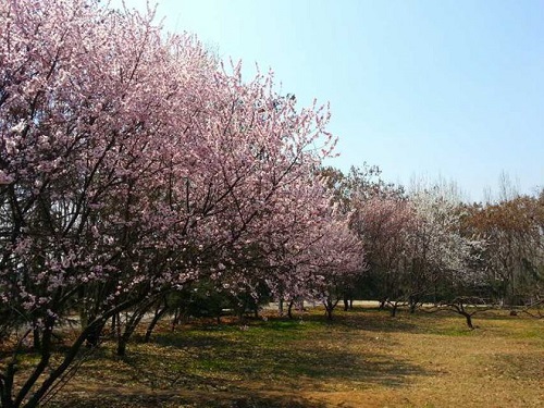 春季杏树种植管理